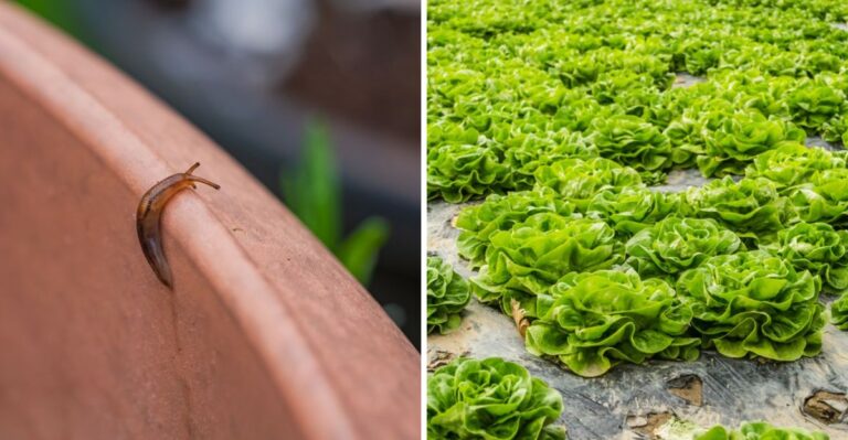Protect Your Alaska Garden From This Fast-Spreading Slimy Pest
