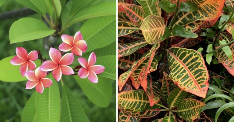 These Popular Florida Patio Plants Need Different Care Once September Arrives