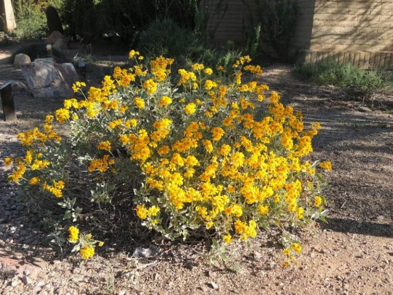 What to Plant in Your Arizona Yard Before the Last Weekend of October