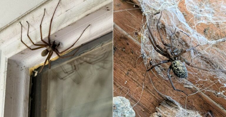 Why Oregon Spiders Suddenly Appear Everywhere In September