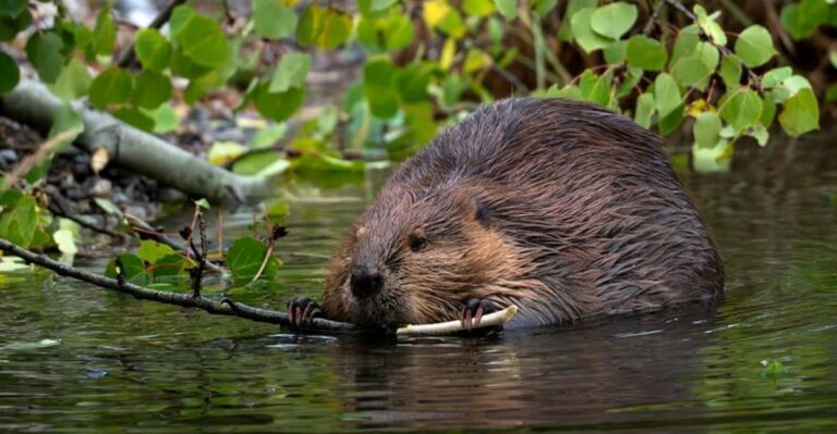 Why Beaver Dams Can Become A Problem On Georgia Properties