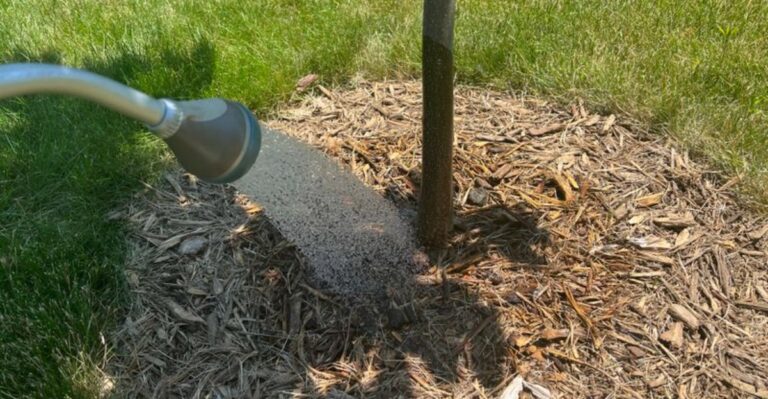 The Simple Thing Alabama Homeowners Should Do For Their Trees Before Winter