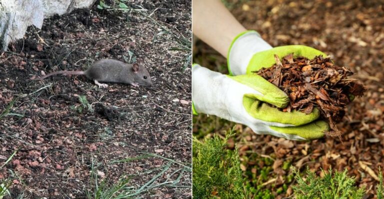 The Mulch Choices That Make Rat And Tick Problems Worse In California Yards