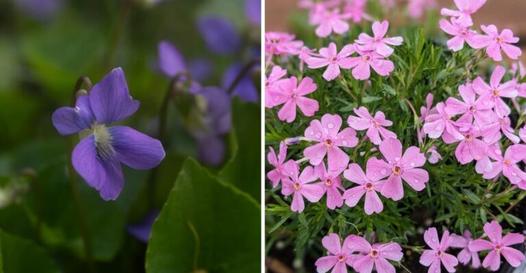 Texas Flowering Ground Covers For Shady Spots Under Trees