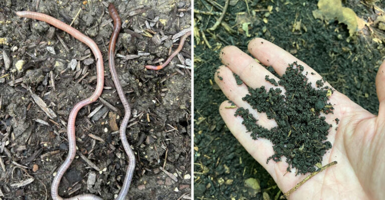 What It Means When You Find Coffee Ground Soil In Your Ohio Garden