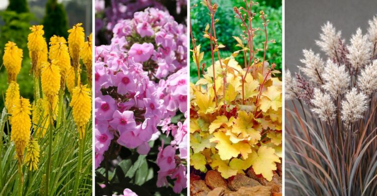 These New 2026 Perennials Are Reshaping Iowa Gardens This Fall