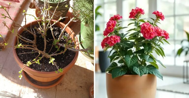 What To Do With Potted Lantana Before Ohio Nights Turn Cold