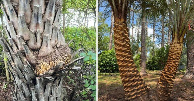 What Those Old “Boots” On A Florida Palm Trunk Actually Are