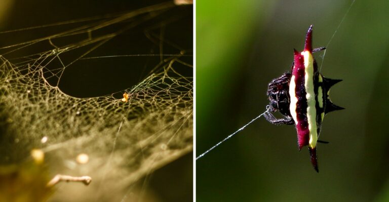 A Spiny Crab Shaped Spider Is Appearing In Alabama Gardens As Its Webs Reach Full Size