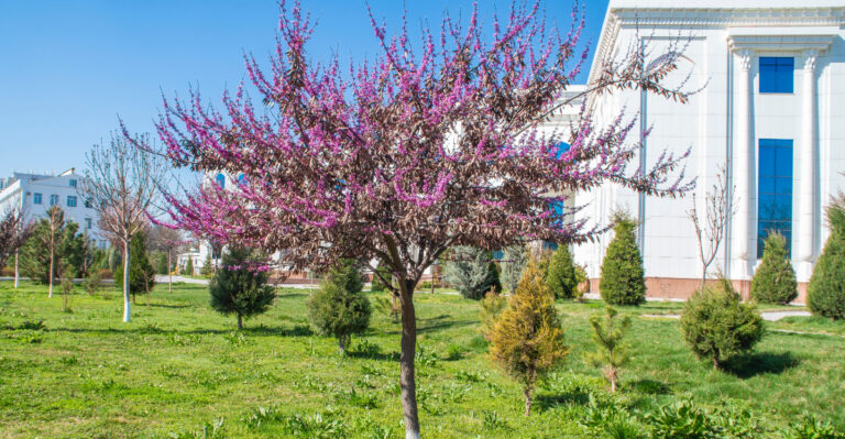 redbud (featured image)