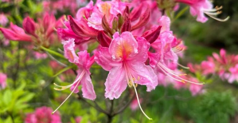 This September Step Can Help Georgia Azaleas Bloom Better Next Spring