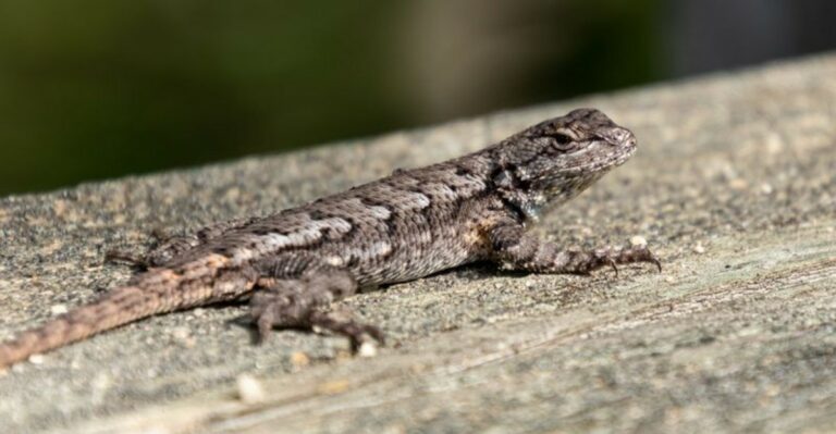This Spiky Lizard Climbing Georgia Fences Is Harmless And Helpful