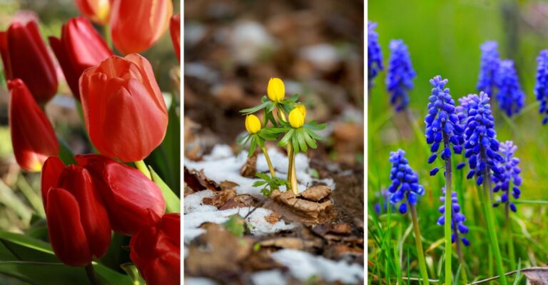 The Bulbs To Plant Right Now For A Colorful Spring In New York