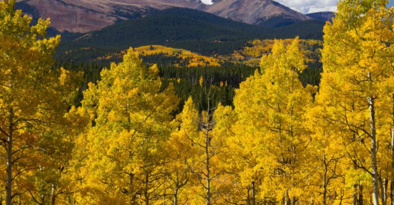 These Are The Reasons Colorado Mountain Aspens Are Already Turning Gold While Towns Below Are Still Green