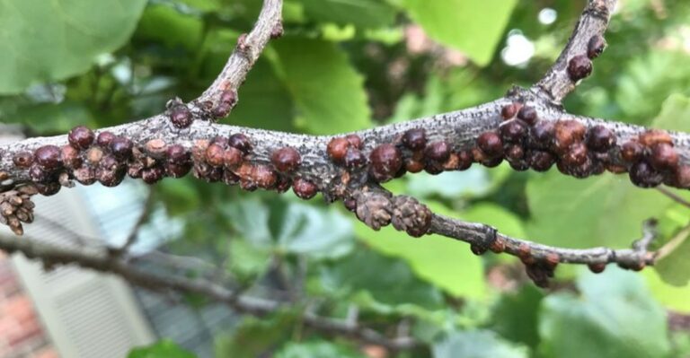 Fall Prevention For Next Year’s Pest Problem In Indiana