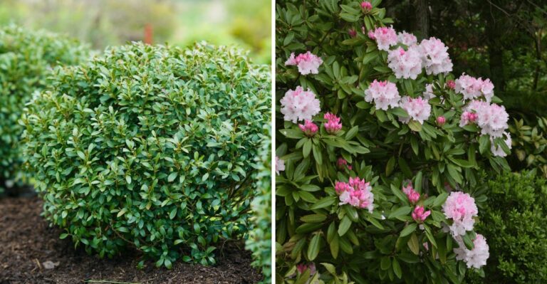The Best Native Pennsylvania Hedges That Stay Full Through Winter