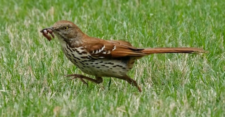 What It Really Means When A Brown Thrasher Digs Through Your Florida Mulch