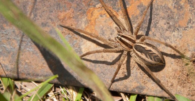 The Meaning Behind Finding A Wolf Spider Inside Your Florida Home