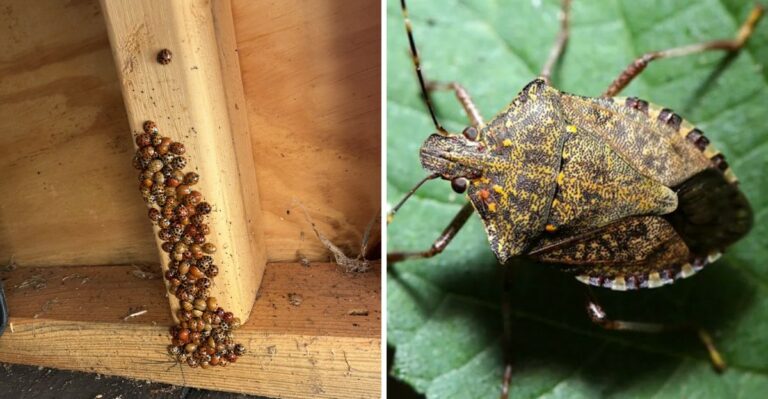 Why Asian Lady Beetles And Stink Bugs Swarm Ohio Homes Every October