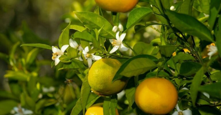 What Florida Citrus Trees Need In September While Fruit Is Still Developing