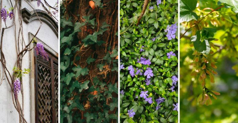 10 Invasive Plants Still Sold At Garden Centers That Spread Faster Than You Think