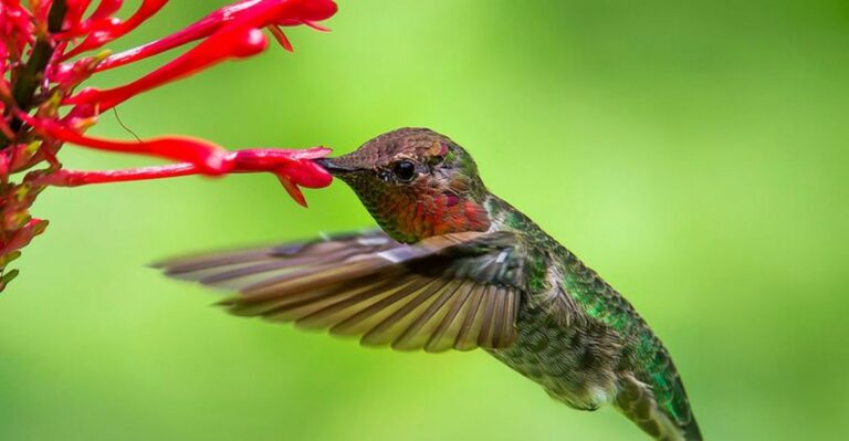 The Florida Fall Flower Hummingbirds Find When Summer Blooms Start Fading