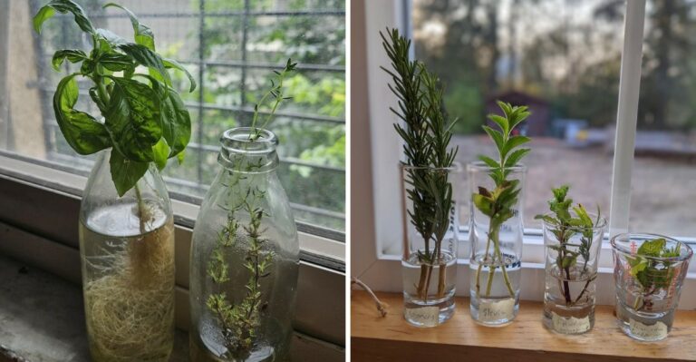 The Herbs New York Gardeners Can Still Root From Cuttings This Fall