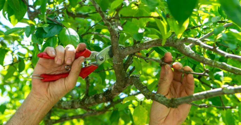 What You Can Safely Prune From Ohio Trees In September