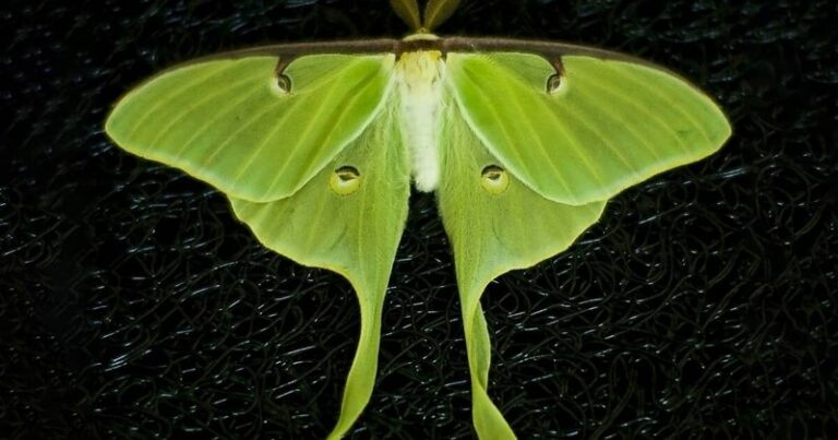 What It Means When Luna Moths Start Showing Up In Arizona Yards This Fall