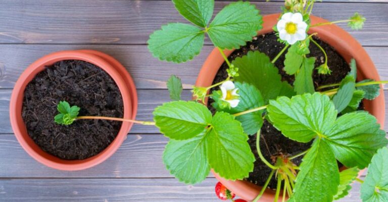 Missouri Strawberry Beds Are Producing Free Plants Most Gardeners Cut Off