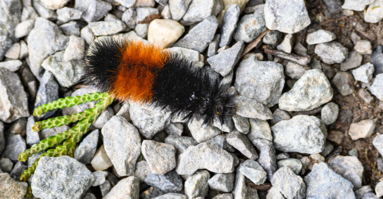 What It Means When You Spot A Woolly Bear Caterpillar In Your Michigan Yard