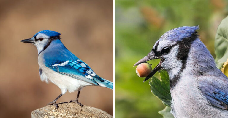 blue jay