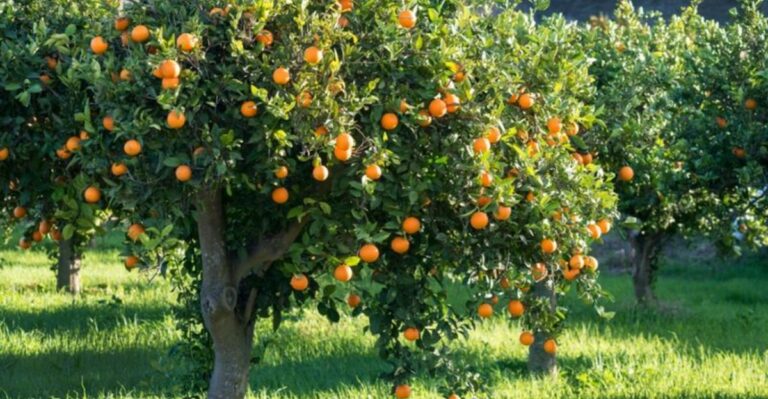 What North Carolina Citrus Trees Need In September After A Harsh Summer