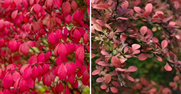 New Jersey’s New Invasive Plant Law Has Homeowners Checking Their Own Front Yards