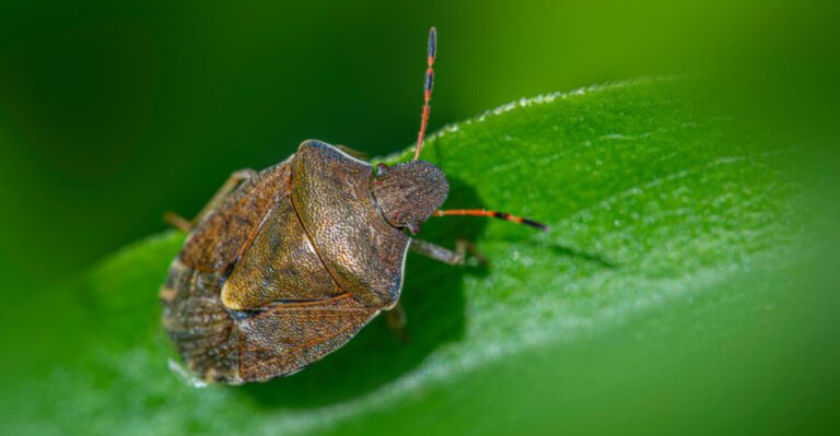 stink bug on a leaf