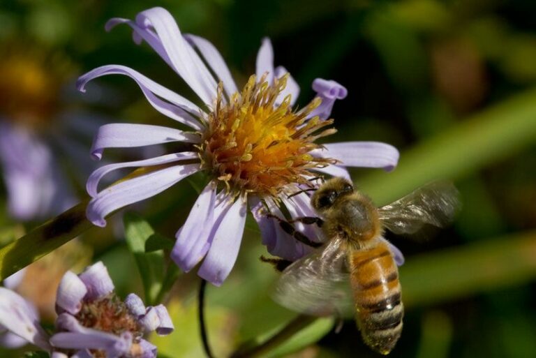 Which fall-planted native best supports Oregon bees preparing for winter?