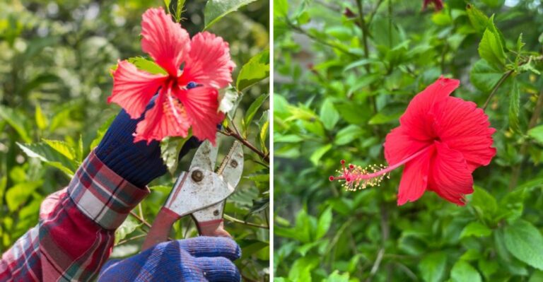 Why Your Florida Hibiscus Looks Tired After Summer (And What It Needs Now)