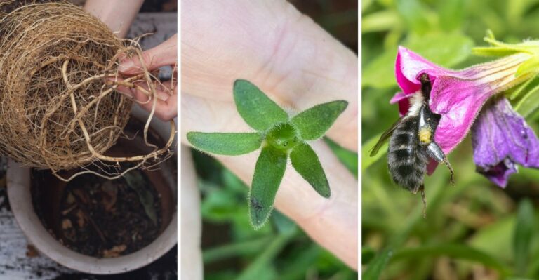 8 Reasons Your Fading Petunias Deserve A Second Chance In The Garden