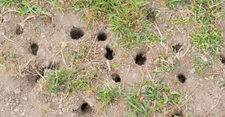 What Those Small Holes Appearing Across Your Ohio Lawn Could Actually Mean