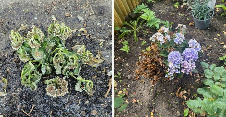 Why California Hydrangeas Are Still Wilting Weeks After The Heat Broke