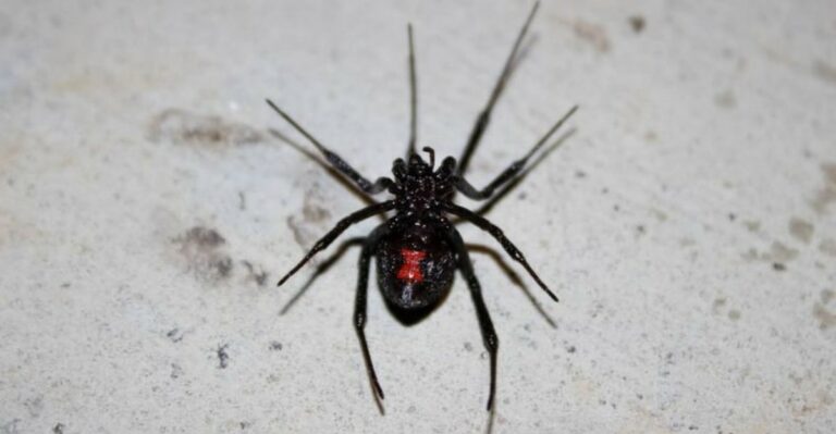 Black Widows Hide In These Spots Around Georgia Homes During Fall Cleanup