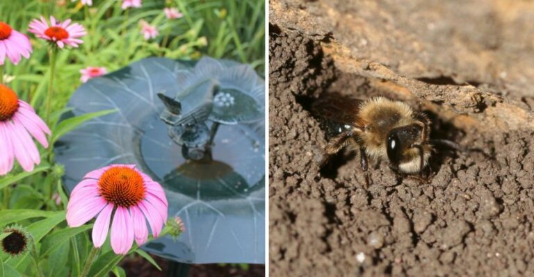8 California Garden Features That Can Help Native Wildlife Through Winter