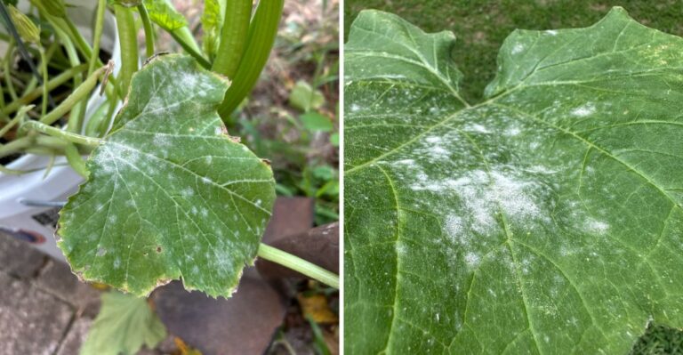 The White Dust Coating Kentucky Squash Leaves Is Not Dust