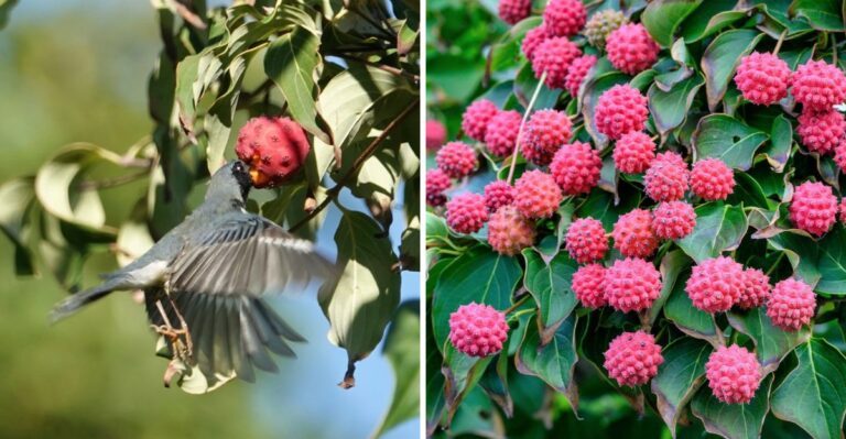The Bumpy Red Fruit Hanging From New Jersey Dogwoods Tastes Surprisingly Tropical
