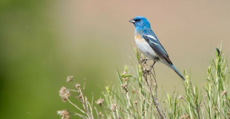 What It Means When A Lazuli Bunting Stops By Your California Garden