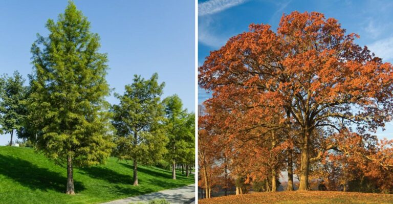 The Best Texas Native Trees Houston Homeowners Are Planting In September