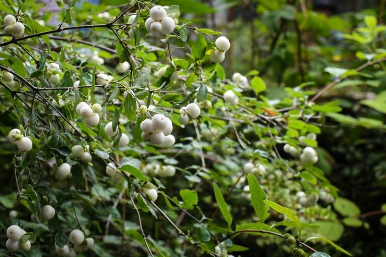 Which native shrub feeds the most Oregon songbirds through winter? Pick one for your yard
