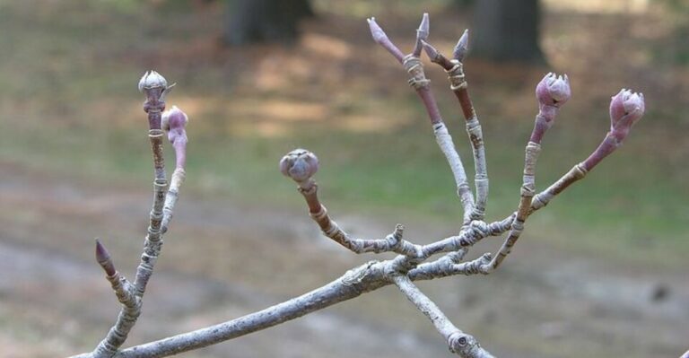 The September Task That Decides If Your North Carolina Dogwood Flowers Well Next Spring