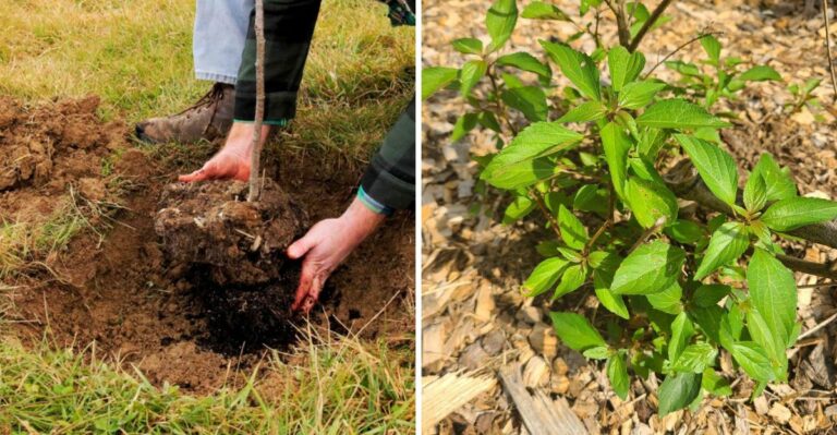 Fall Is The Best Time To Move Georgia Shrubs Planted In Wrong Spots