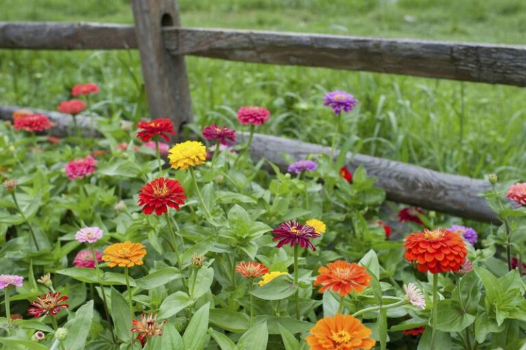 How To Save Zinnia Seeds From Your Arizona Garden For A Big Free Patch Next Spring